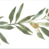 Online York FH4099BD Green Olive Branch Border