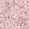 New Regal Pasqual Berry Fabric